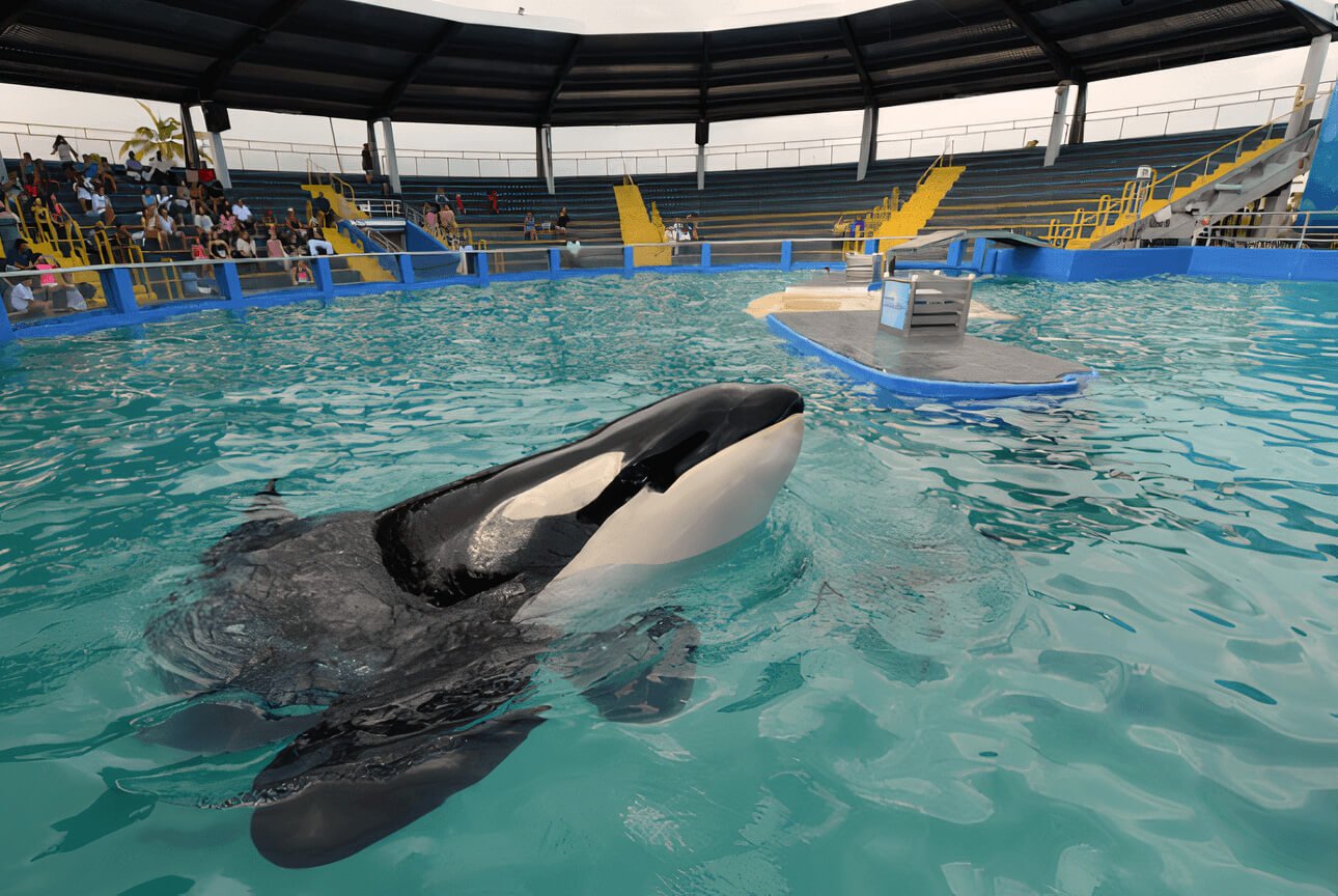 Lolita in a small tank at the Miami Seaquarium.