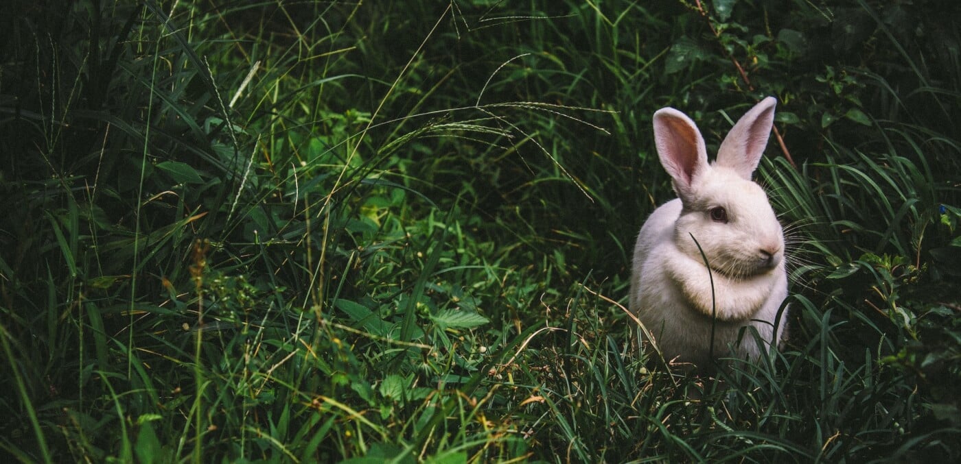 White Rabbit in field