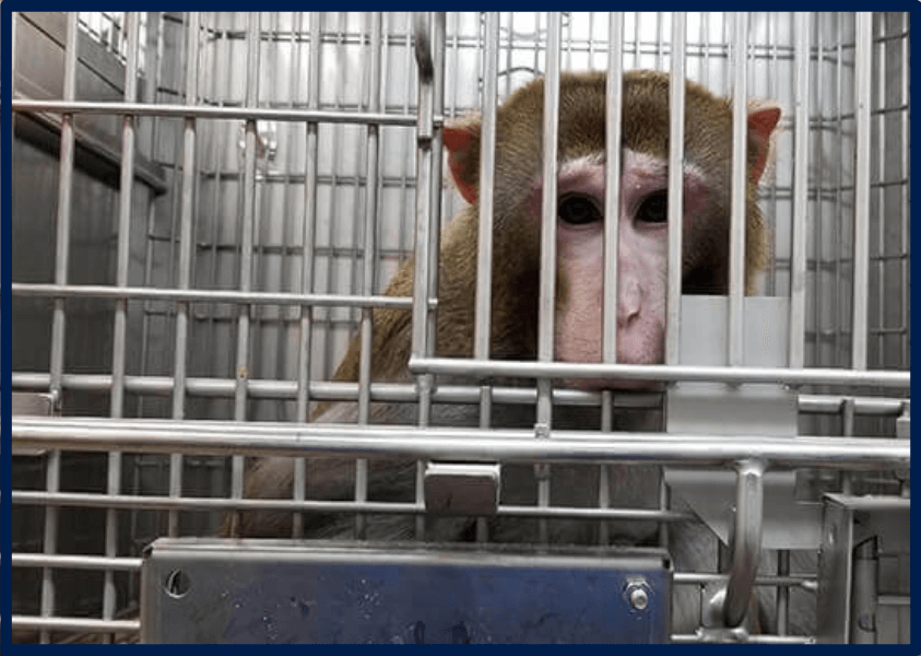 Cornelius the monkey caged inside the WNPRC at UW-Madison