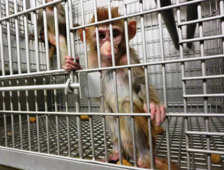baby monkey in a cage