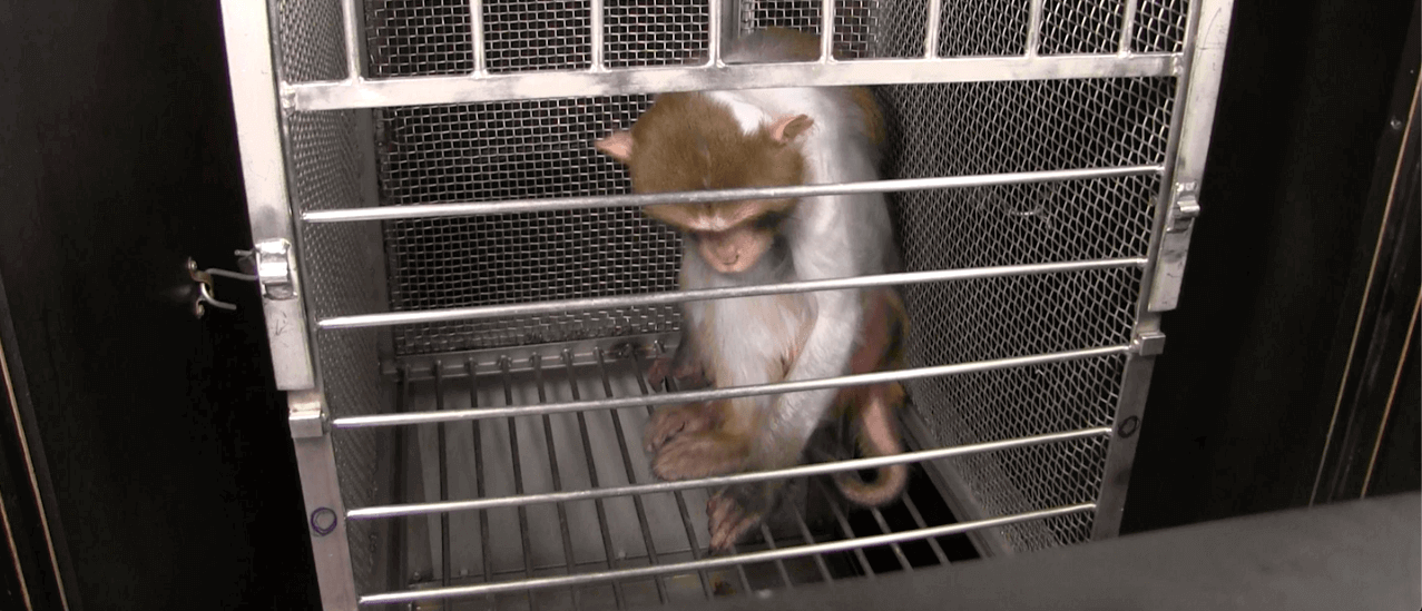 Wilfork, a monkey used in NIH experiments.