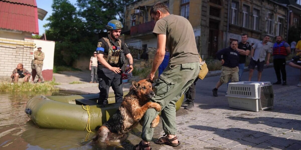 ARK rescuing dog in flooding in Ukraine