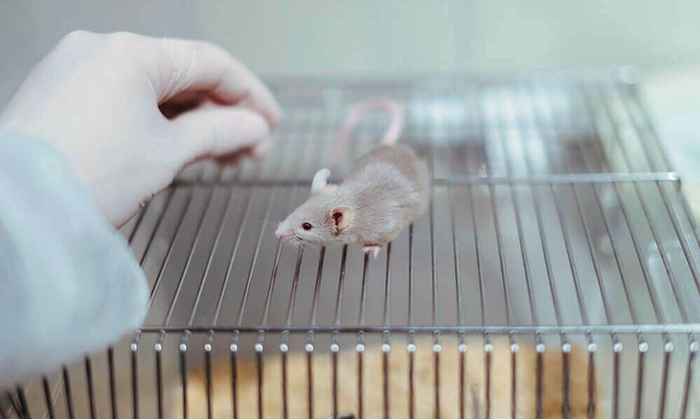 A mouse on top of a cage, with a white gloved hand reaching for them.