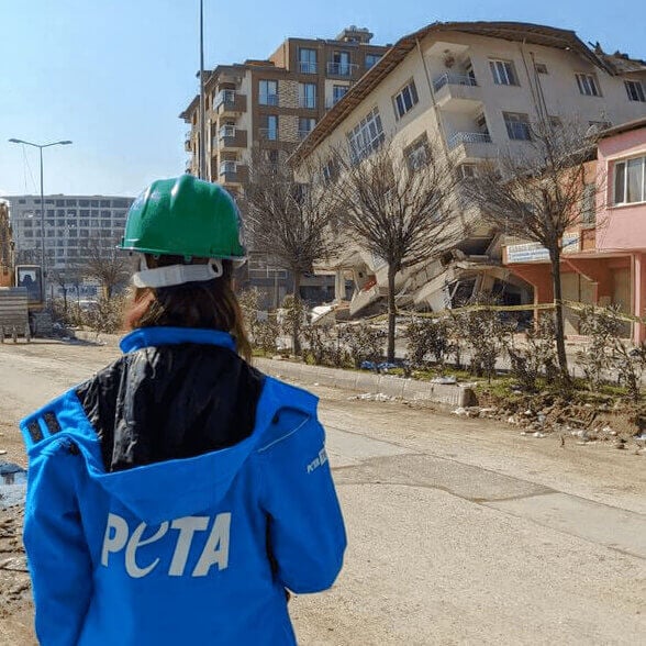 A PETA supporter looks at buildings devastated by an earthquake
