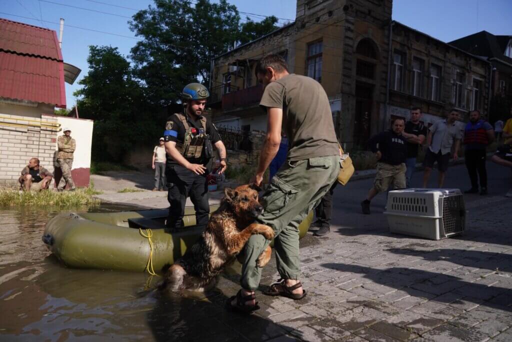 ARK rescuing dog in flooding in Ukraine
