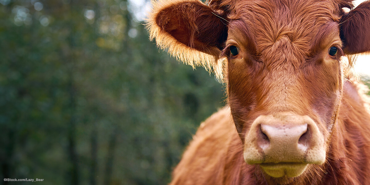 “Free the Animals” Friday: How PETA and Animal Advocates Worldwide Are Inspiring Shoppers to Choose Compassion