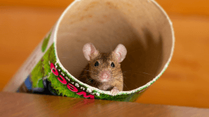 a brown mouse in a cardboard tube