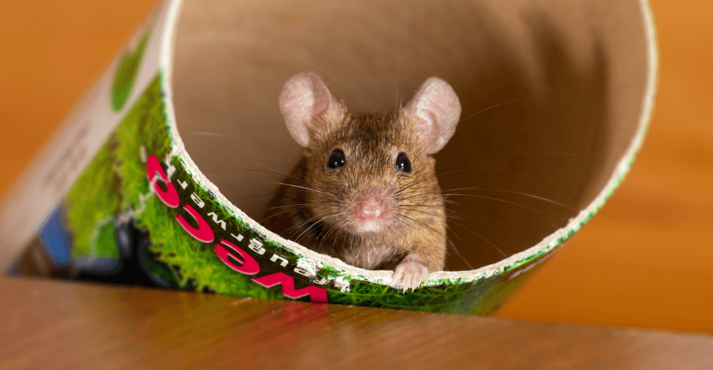 A brown mouse in a cardboard tube