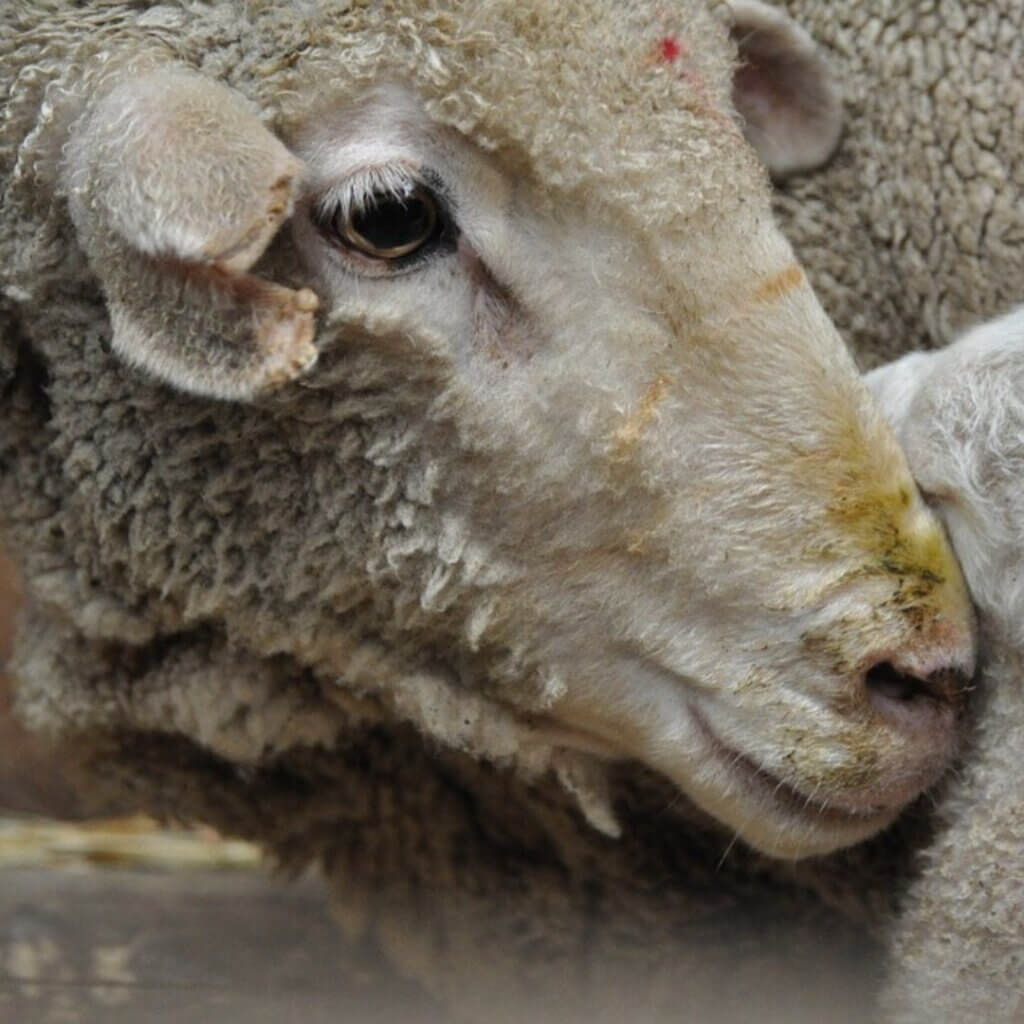 A closeup of a sad sheep's face