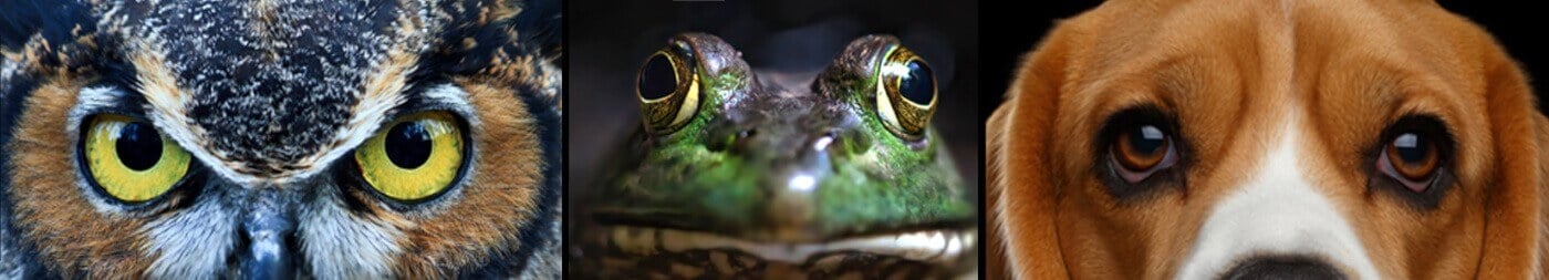 A collage of animal eyes including an owl, a frog, and a dog