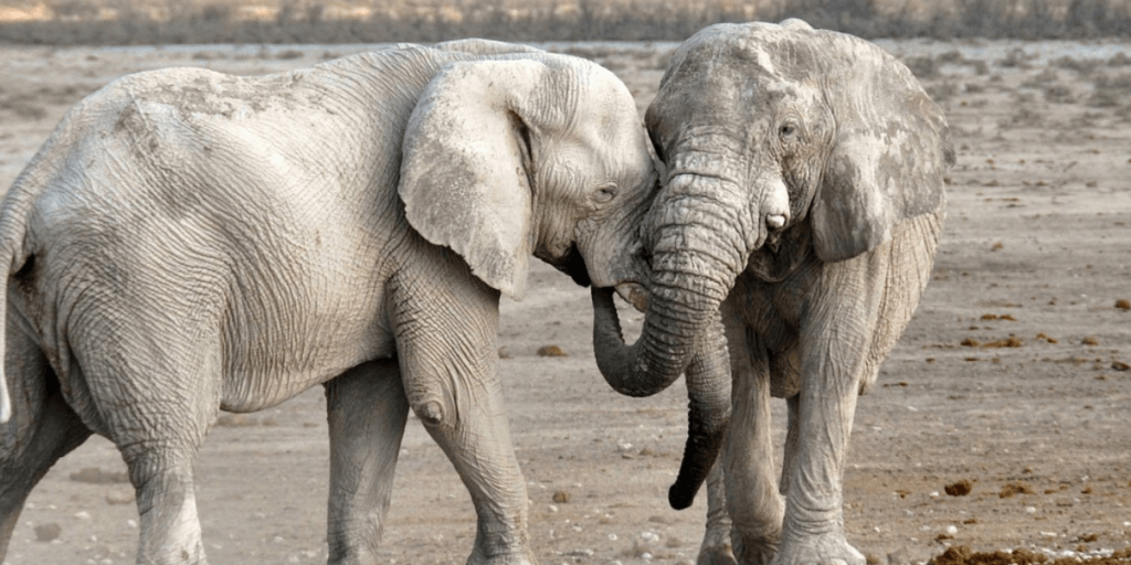 Two elephants embrace