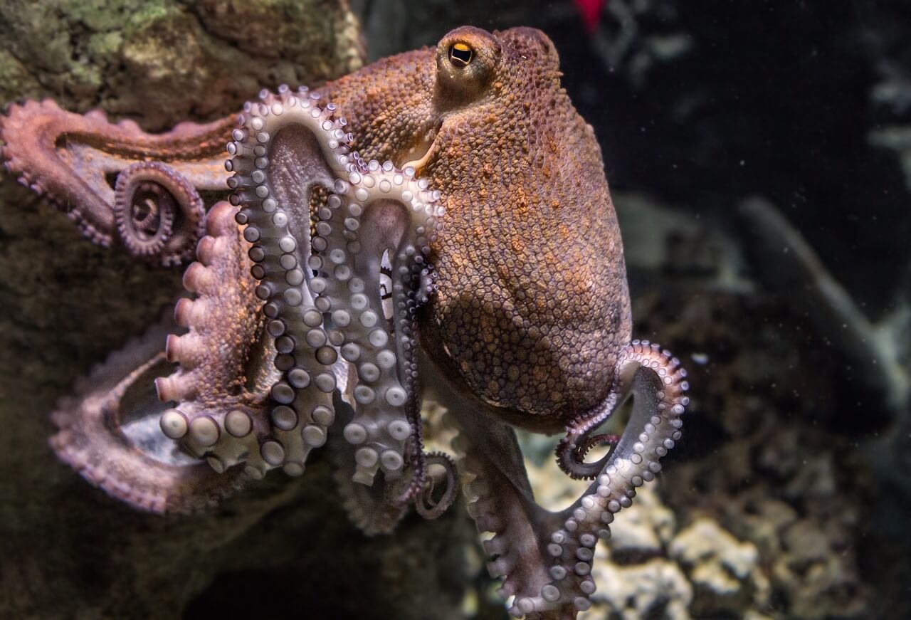 An octopus climbing up a rock