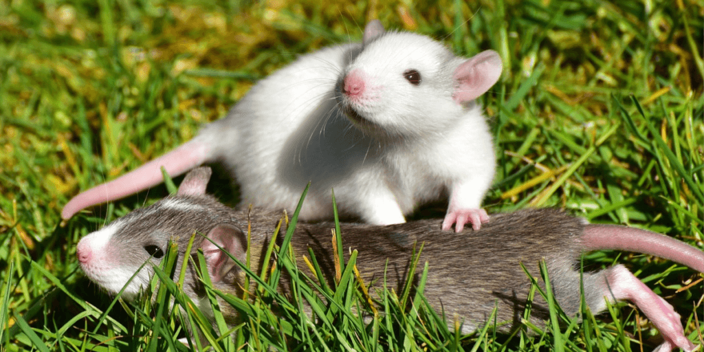 two rats playing in grass