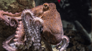 An octopus climbing up a rock