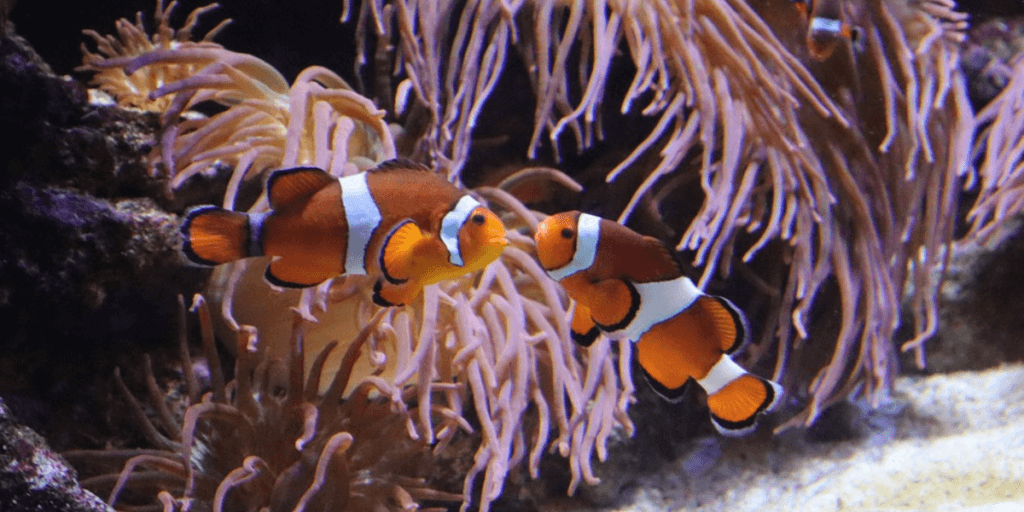 Two clownfish facing each other