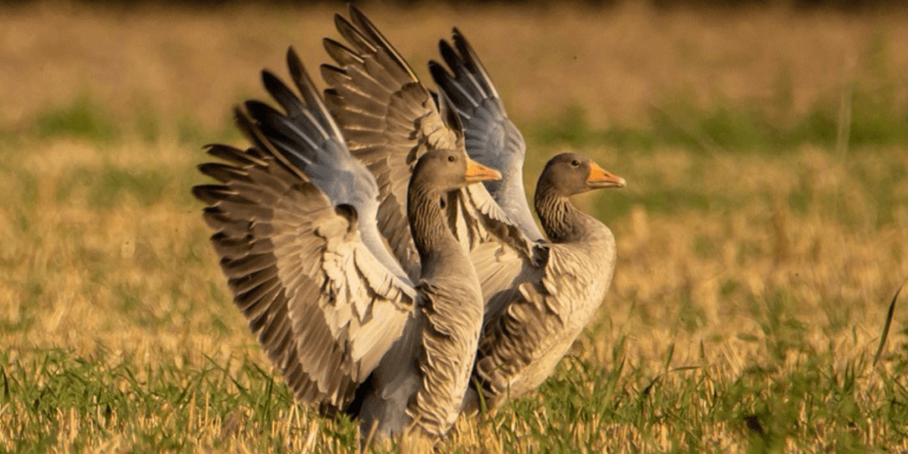 Two geese stretching their wings