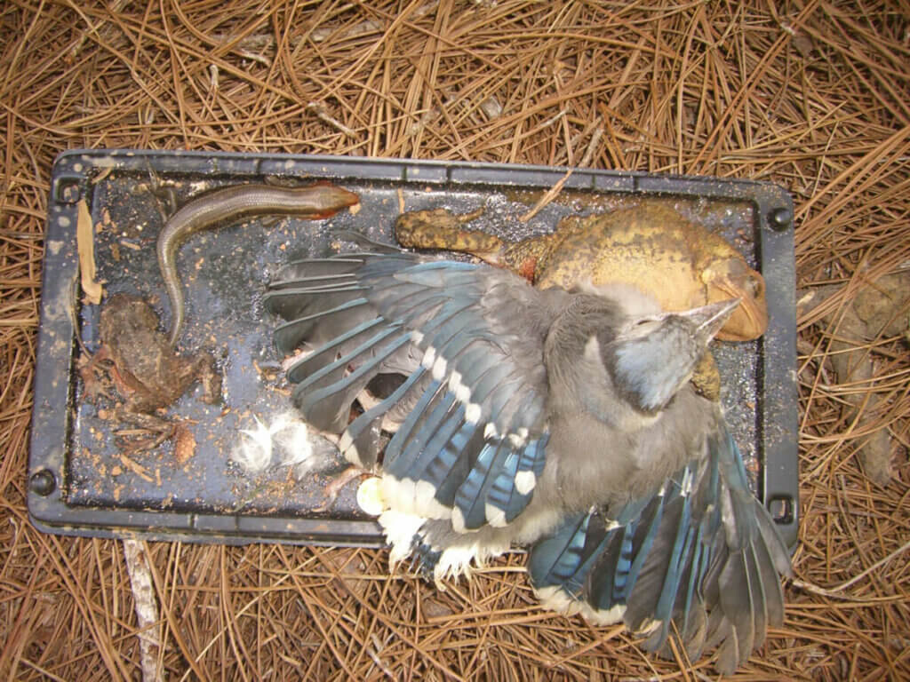bird and other small animals stuck to glue trap
