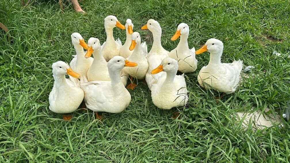 group of white ducks with orange bills gathered on the green grass
