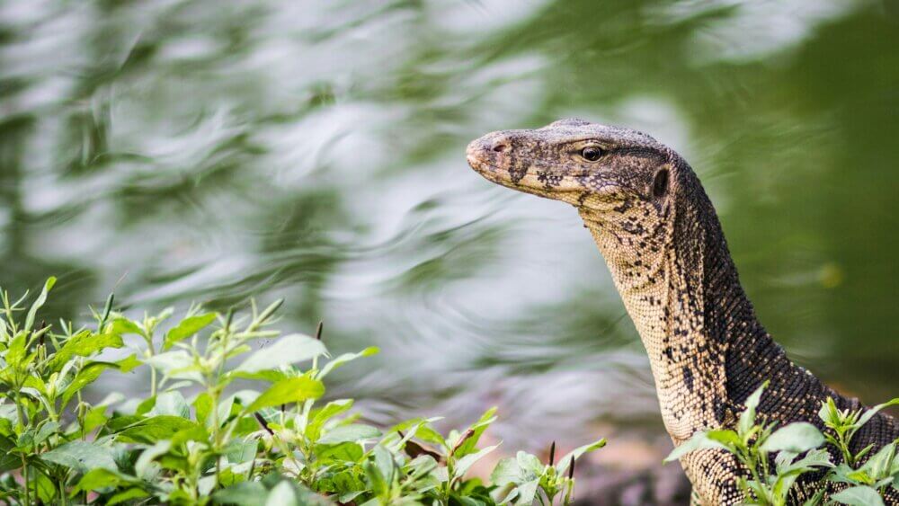 photo of asian water monitor lizard resting peacefully on a lush water embankment
