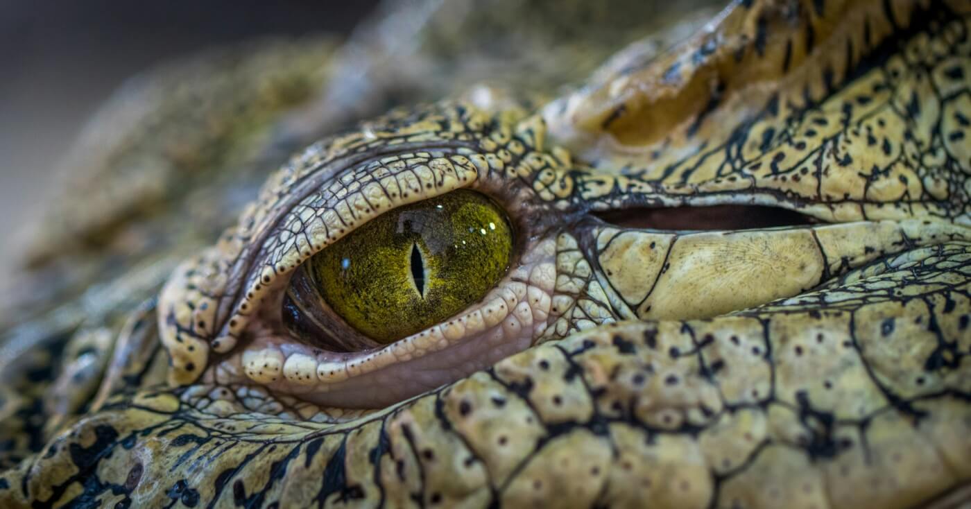 close up of crocodile face, eye contact with viewer