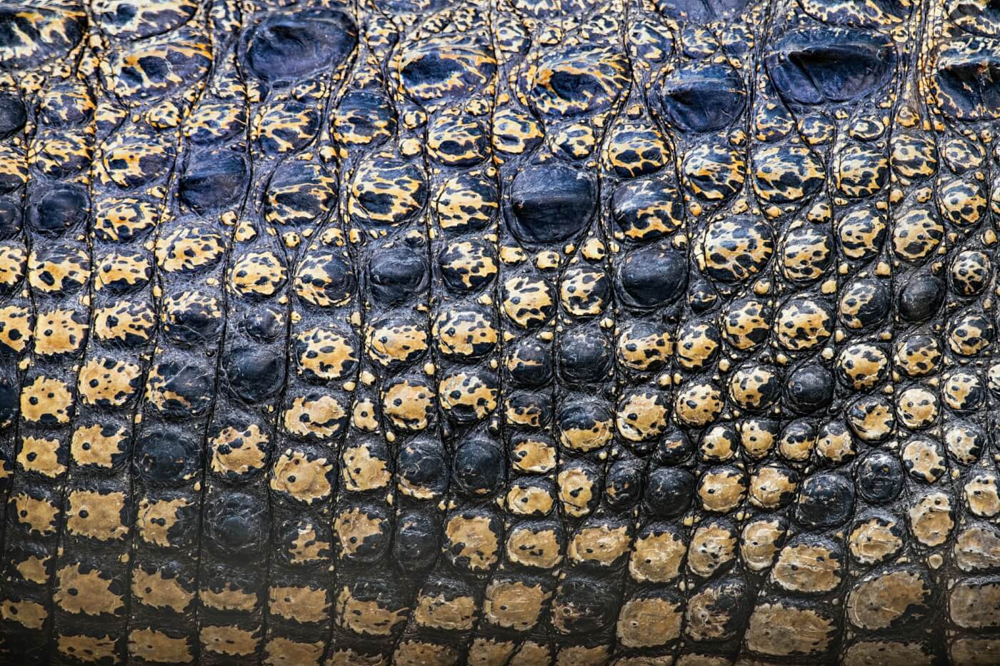 close up of crocodile flank