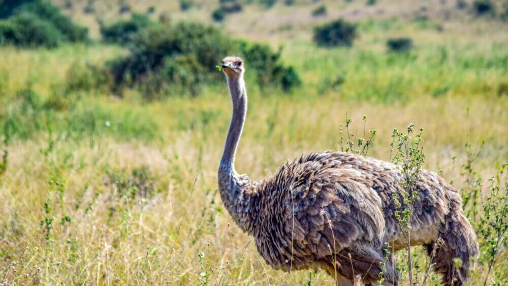 ostrich in Nairobi Kenya national park