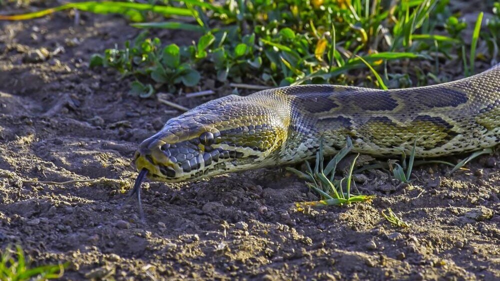 Python in the grass at a reserve in Africa