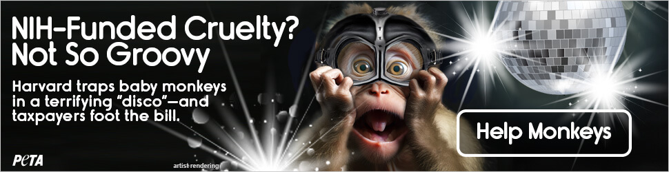 Banner showing an illustration of a monkey with text reading NIH-Funded cruelty? Not so groovy