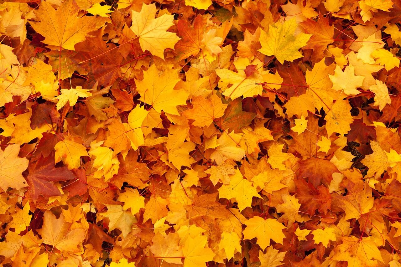 Background of autumn leaves