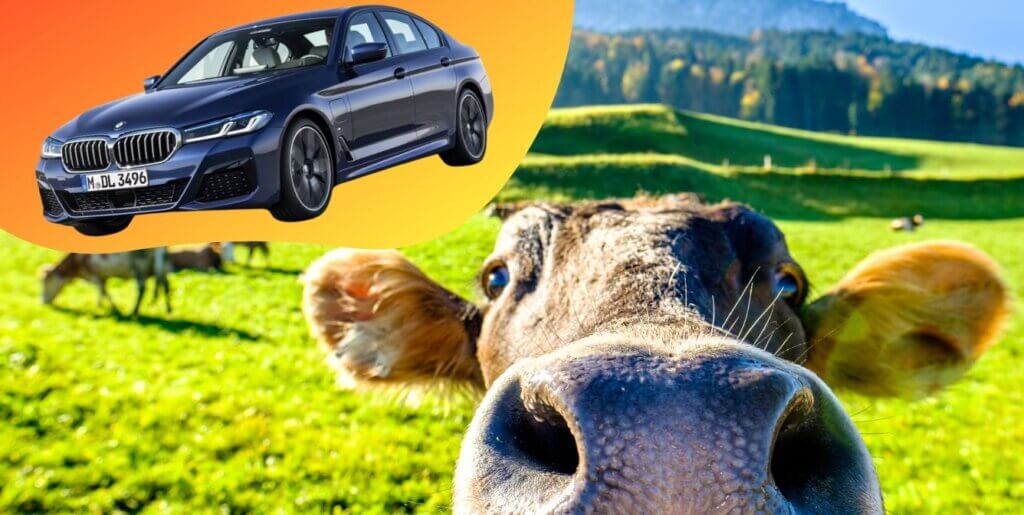 close up of BMW car next to cow
