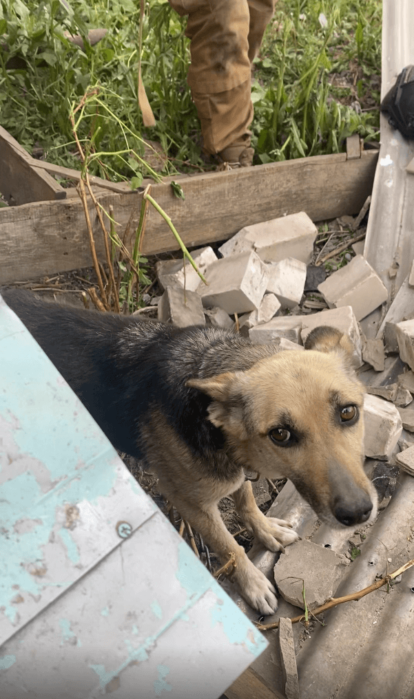 A brown and black dog standing in rubble