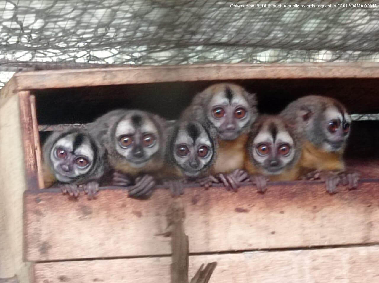 A group of monkeys peer from a box