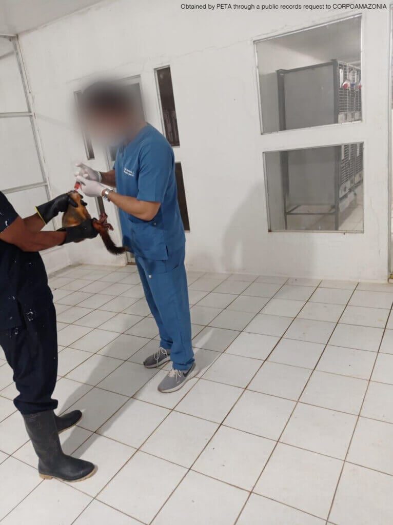 A man in blue scrubs uses a syringe to orally administer fluids to a monkey restrained by another man