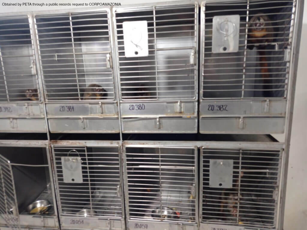 Several monkeys in tiny metal cages