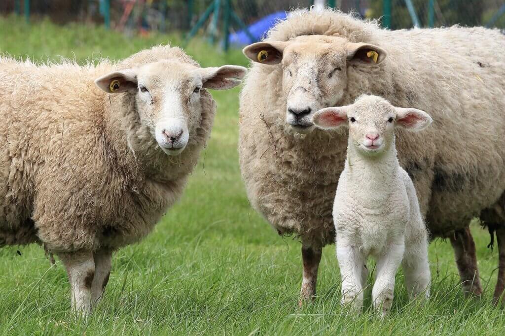 Two adult sheep and one lamb