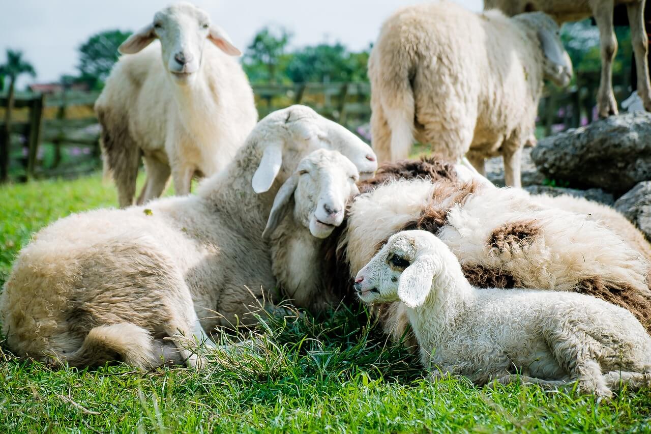 A group of white sheep in a field