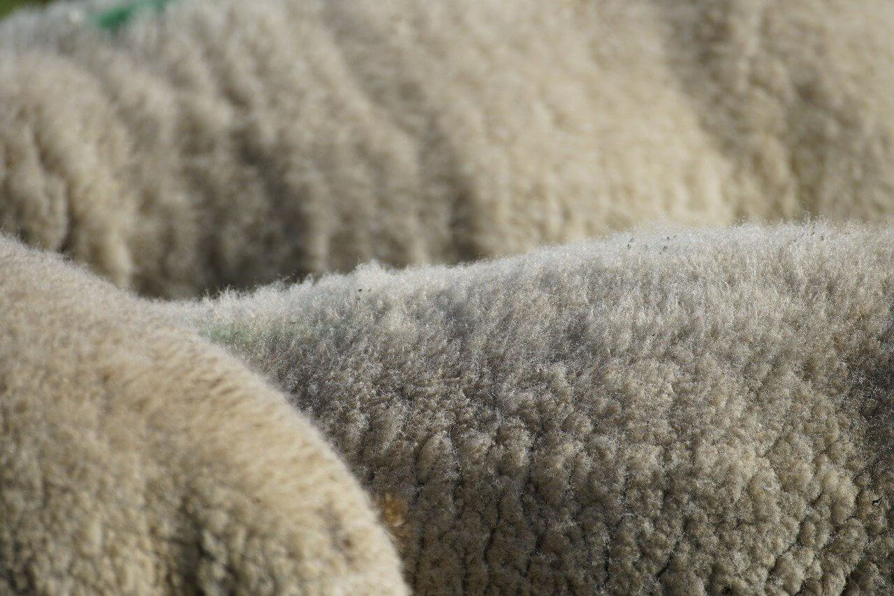 Close up of three sheep's flanks