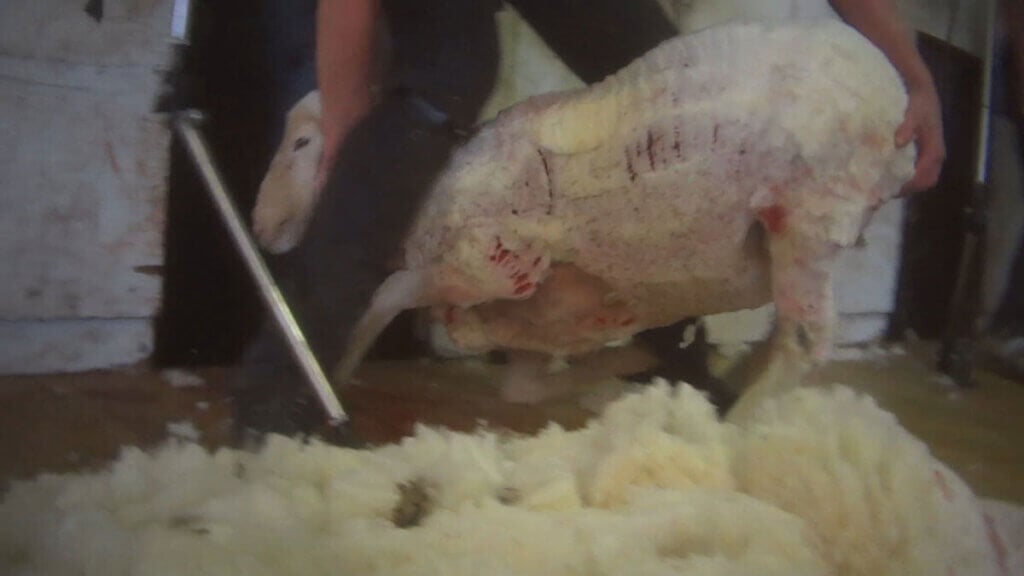 A sheep being shoved after shearing