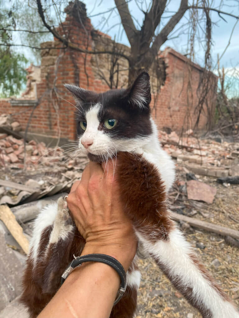 Black and white cat being held up in front of rubble