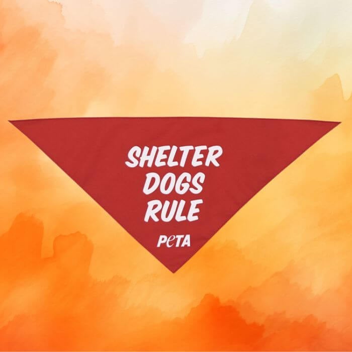 Red bandana with text reading shelter dogs rule