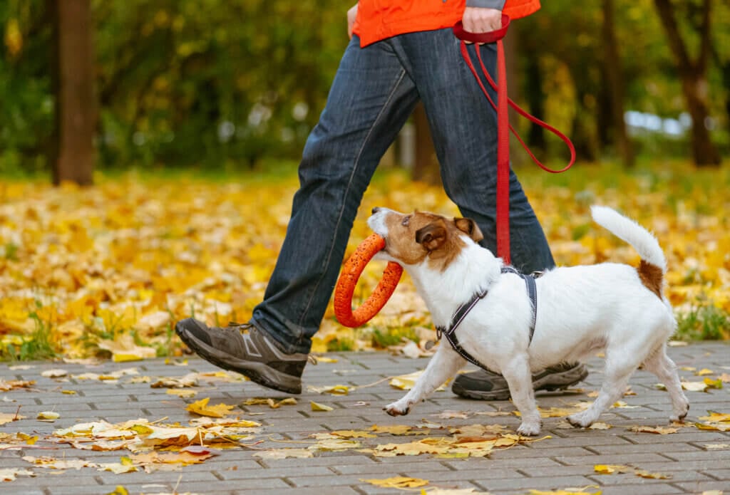 Person walking a small white dog. The dog is holding a toy.