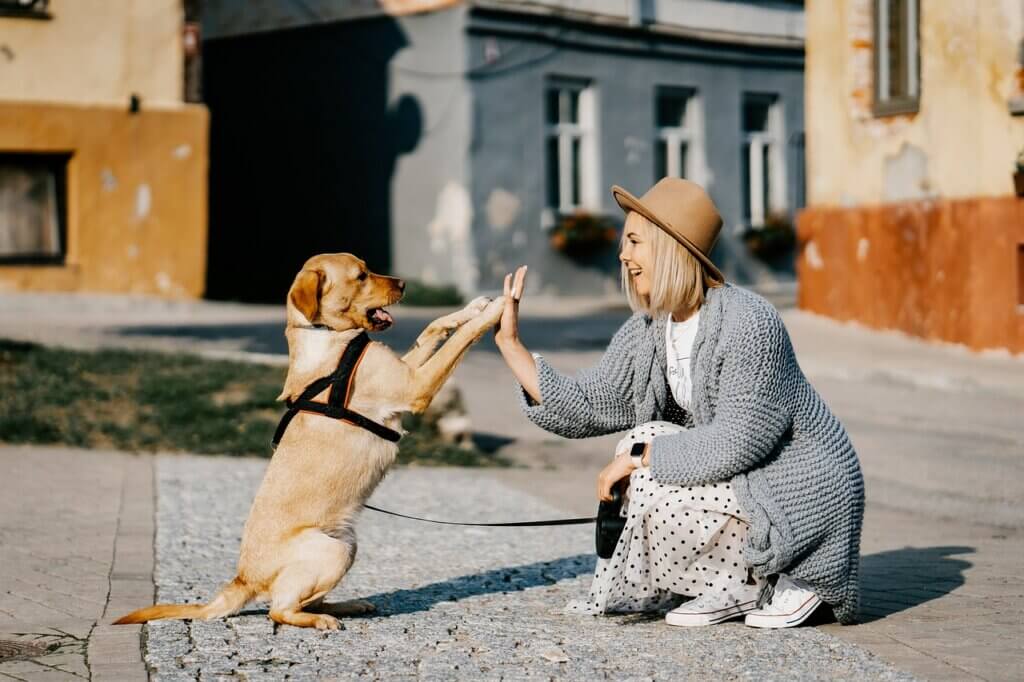 A woman high-fiving a tan dog in a harness