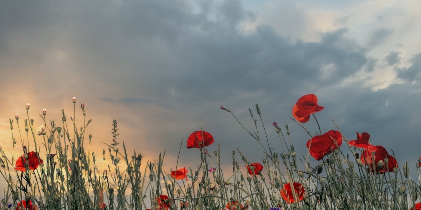 Poppy field