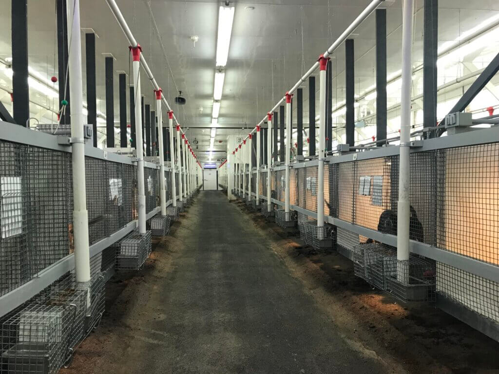 Rows of kennels. One beagle is visible on the right
