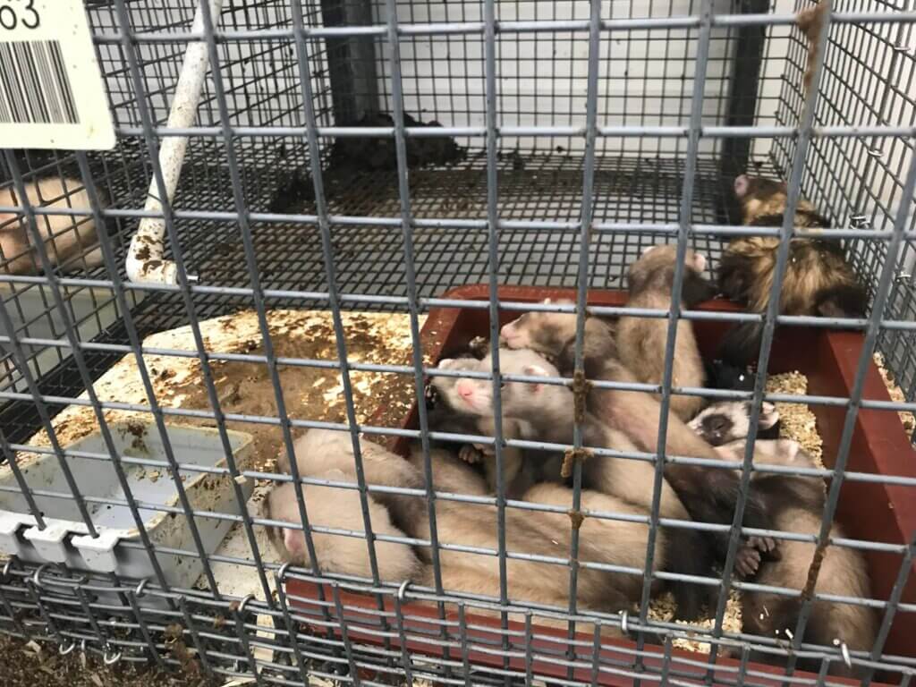Several ferrets in one filthy cage