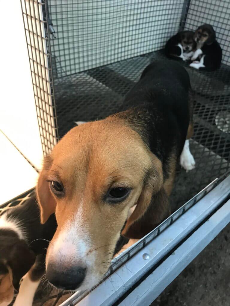 A beagle with puppies in a kennel