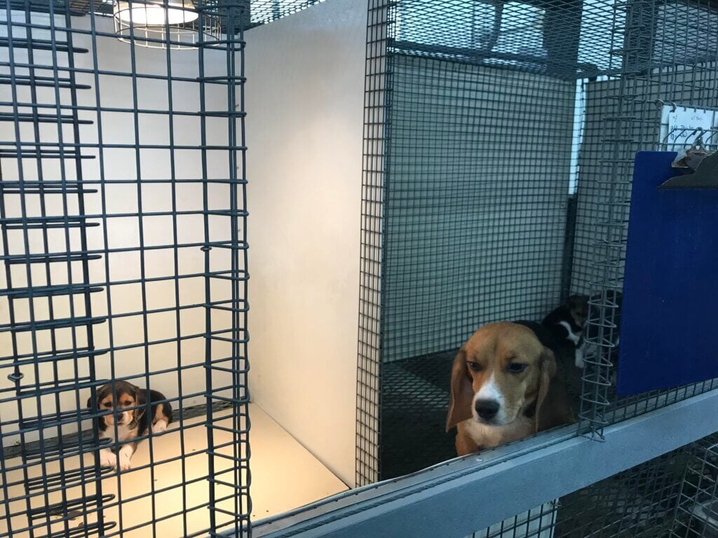 Two kennels with beagles, one puppy on the left and an adult on the right