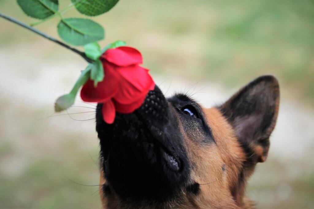 A dog sniffing a flower