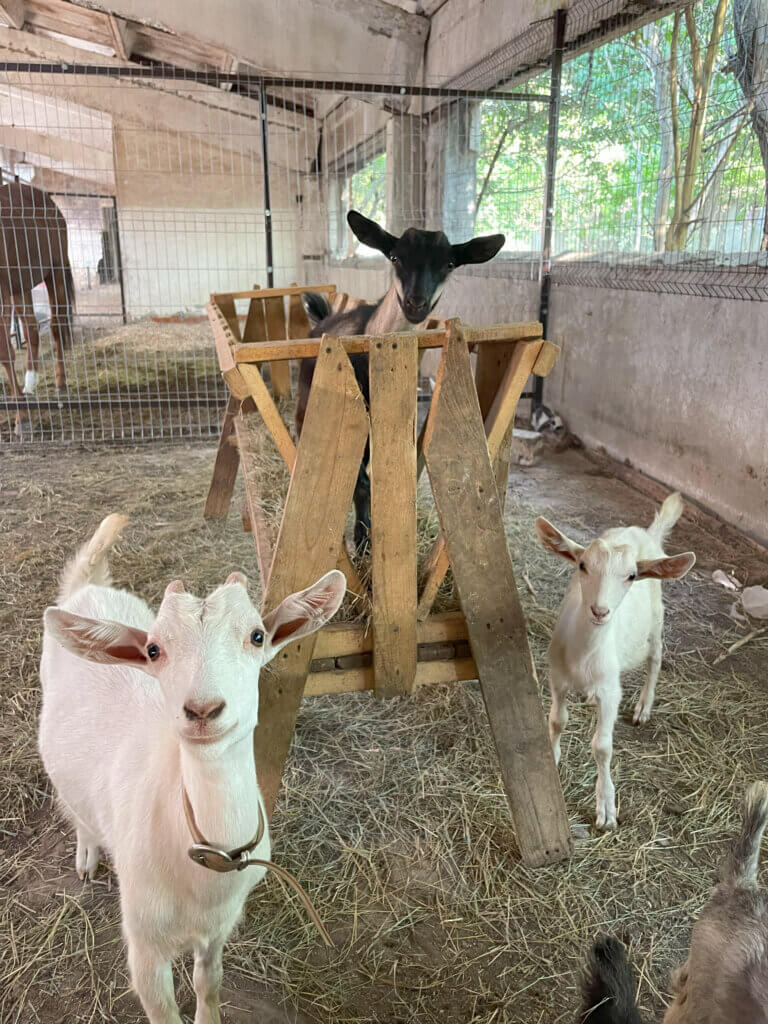 Three goats looking at the camera