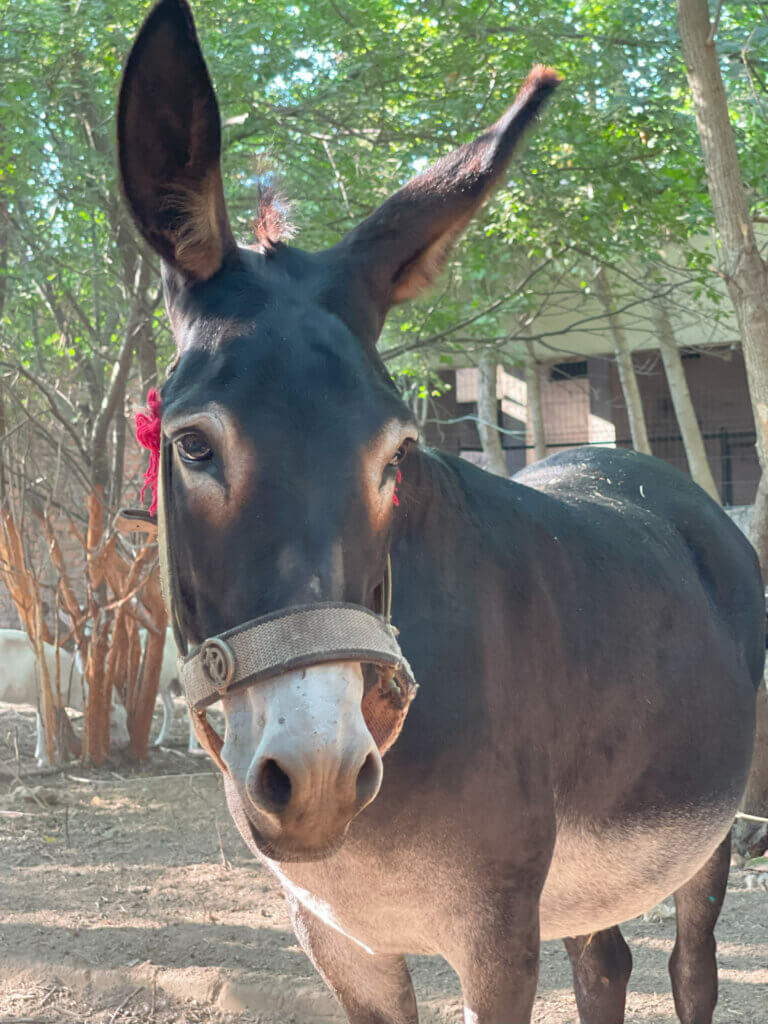 A mule looking at the camera